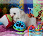 Small Photo #4 Maltese Puppy For Sale in CLERMONT, FL, USA