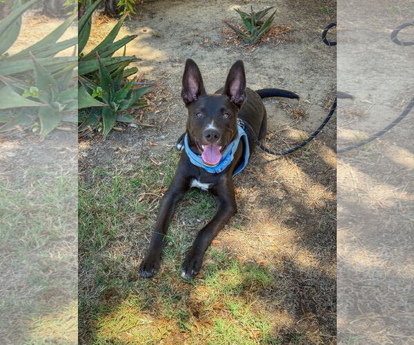 Medium Photo #1 Labrador Retriever-Unknown Mix Puppy For Sale in San Diego, CA, USA