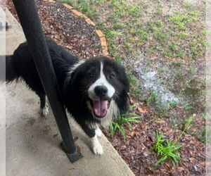 Australian Shepherd-Collie Mix Dogs for adoption in New Orleans, LA, USA
