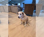 Small Photo #2 Mutt Puppy For Sale in Stratham, NH, USA