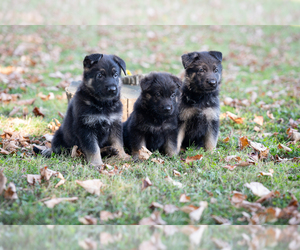German Shepherd Dog Litter for sale in PERRY, NY, USA