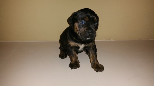 View Ad Cane CorsoRottweiler Mix Puppy for Sale, Texas