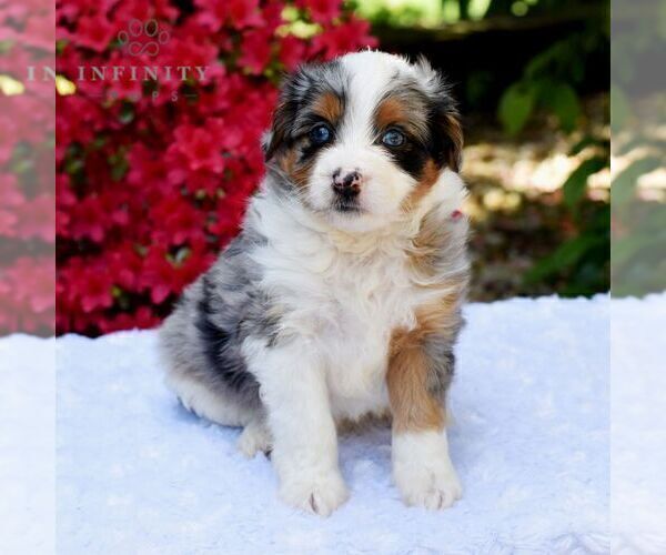 Medium Photo #2 Aussiedoodle Miniature  Puppy For Sale in SUNBURY, PA, USA