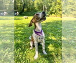 Small #2 Redbone Coonhound-Treeing Walker Coonhound Mix