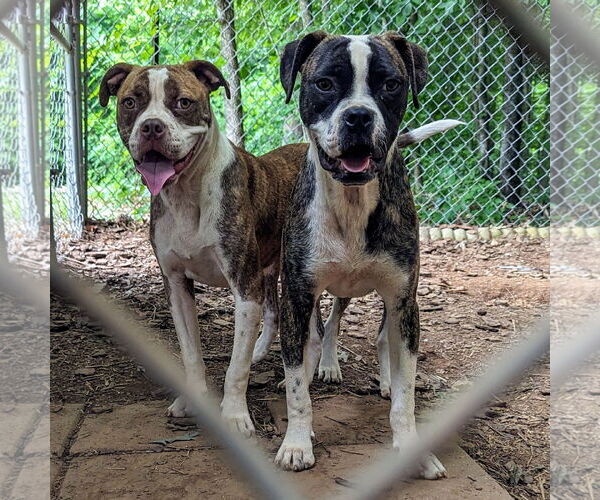 Medium Photo #2 Boxer-Unknown Mix Puppy For Sale in McCormick, SC, USA