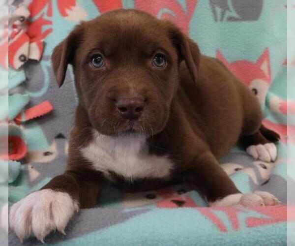 Medium Photo #1 Labrador Retriever-Unknown Mix Puppy For Sale in Thief River Falls, MN, USA