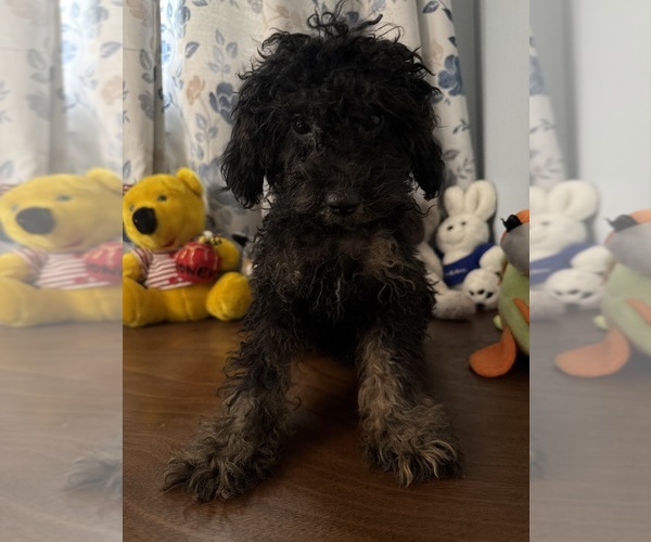 Medium Photo #29 Yorkipoo Puppy For Sale in DURHAM, CT, USA