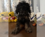 Yorkipoo puppie - Male Yorkipoo Puppy for Sale - Photo #29