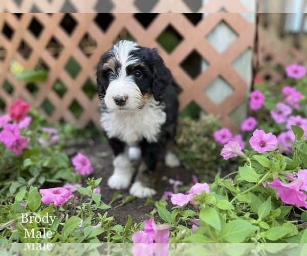 Medium Photo #4 Bernedoodle Puppy For Sale in WEST BRANCH, MI, USA