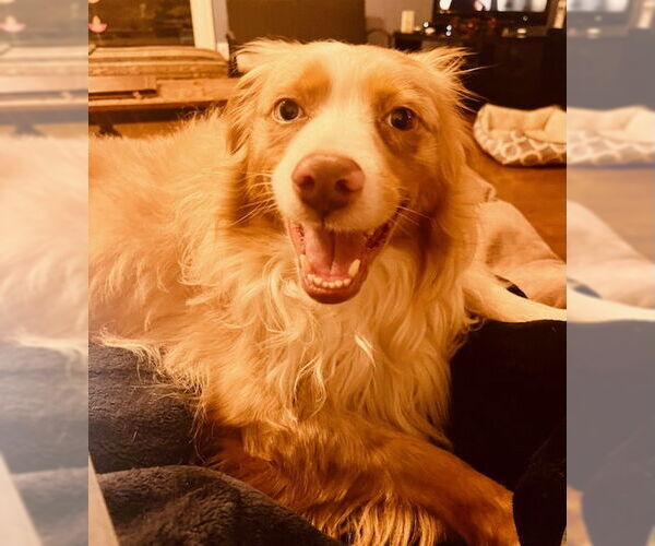 Medium Photo #4 Australian Shepherd Puppy For Sale in Lockport, NY, USA