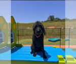 Small #5 Labradoodle