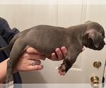 Small Photo #6 American Bully Puppy For Sale in MACON, GA, USA