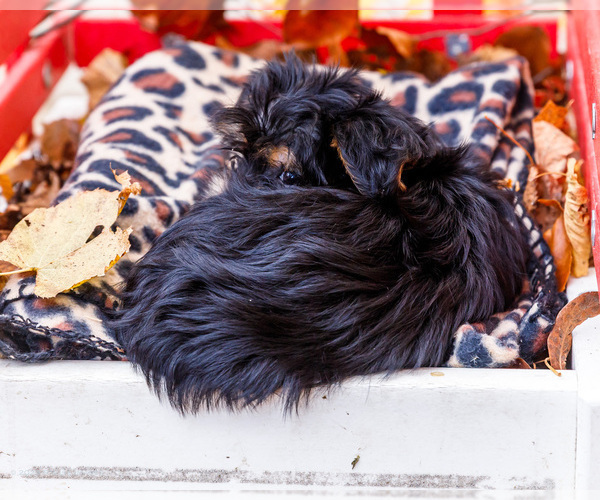 Medium Photo #21 Shorkie Tzu Puppy For Sale in WAKARUSA, IN, USA