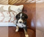 Puppy 3 Australian Shepherd