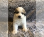 Small #7 Great Pyrenees