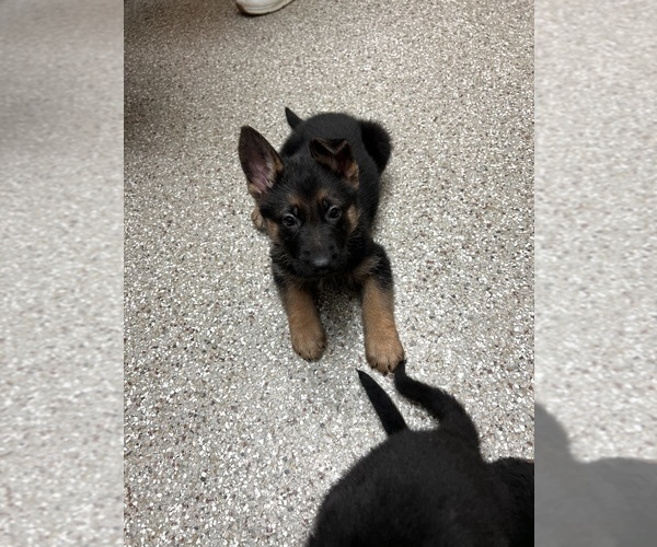 Medium Photo #1 German Shepherd Dog Puppy For Sale in KAUKAUNA, WI, USA