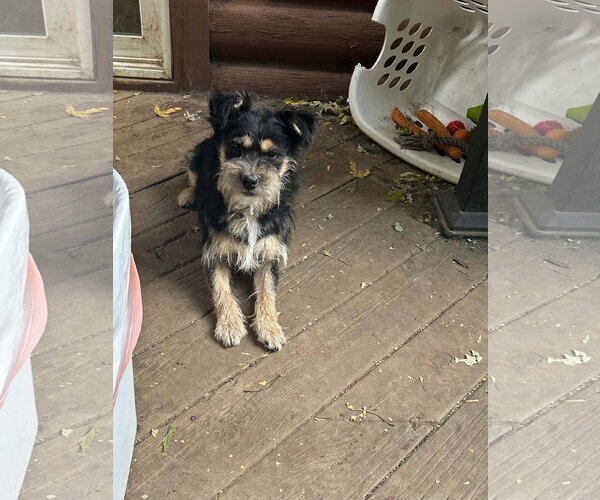 Medium Photo #1 Mutt Puppy For Sale in Hinckley, IL, USA