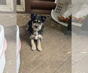 Mutt Dogs for adoption in Hinckley, IL, USA