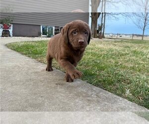 Labrador Retriever Puppy for sale in RICHMOND, MI, USA