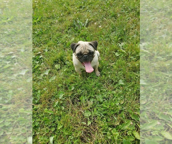 Medium Photo #1 Pug Puppy For Sale in EDGAR, WI, USA