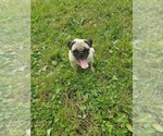 Small Photo #1 Pug Puppy For Sale in EDGAR, WI, USA