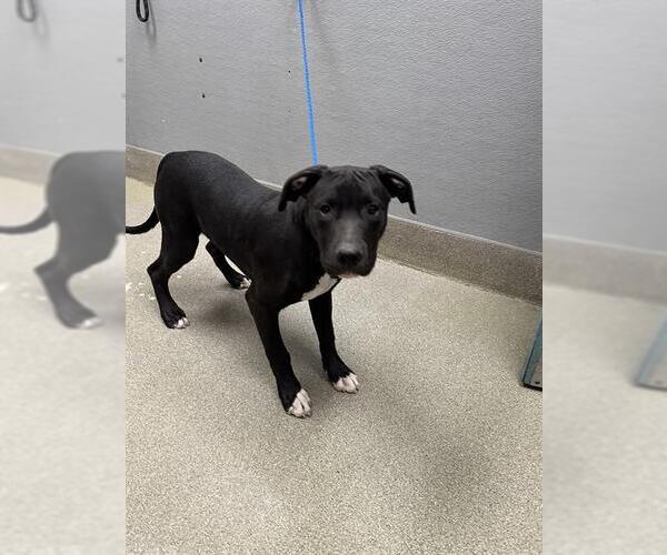 Medium Photo #1 American Pit Bull Terrier-Argentinian Mastiff Mix Puppy For Sale in Las Vegas, NV, USA