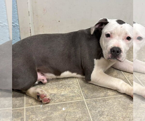 Medium Photo #12 Mutt Puppy For Sale in Rustburg, VA, USA