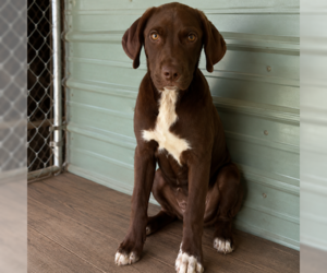 Labrador Retriever-Unknown Mix Dogs for adoption in Sterling, MA, USA
