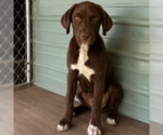 Small Labrador Retriever Mix