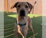 Small #26 Labrador Retriever Mix