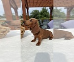Image preview for Ad Listing. Nickname: Rex