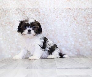 Shih Tzu Puppy for sale in MARIETTA, GA, USA