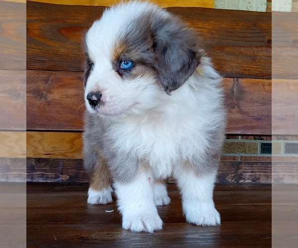 Medium Photo #1 Miniature American Shepherd Puppy For Sale in SPENCER, TN, USA