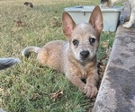Puppy Puppy 1 Yellow Australian Cattle Dog