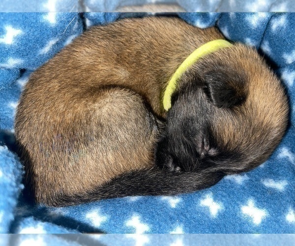 Medium Photo #167 Belgian Malinois Puppy For Sale in REESEVILLE, WI, USA