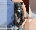Small Photo #7 Cane Corso Puppy For Sale in DORCHESTER, SC, USA