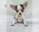 Small #13 Chihuahua