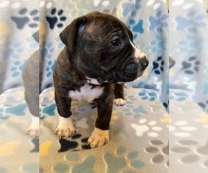 American Bully-American Staffordshire Terrier Mix Puppy for sale in BROCKTON, MA, USA
