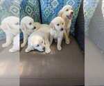 Small Photo #10 Golden Retriever Puppy For Sale in CITRUS HEIGHTS, CA, USA