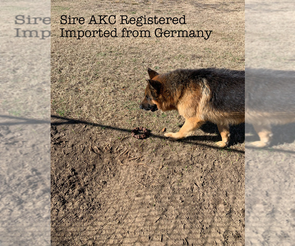 Medium Photo #1 German Shepherd Dog Puppy For Sale in WALTERBORO, SC, USA