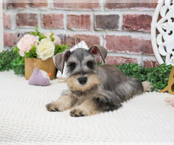 Medium Photo #5 Schnauzer (Miniature) Puppy For Sale in SYRACUSE, IN, USA