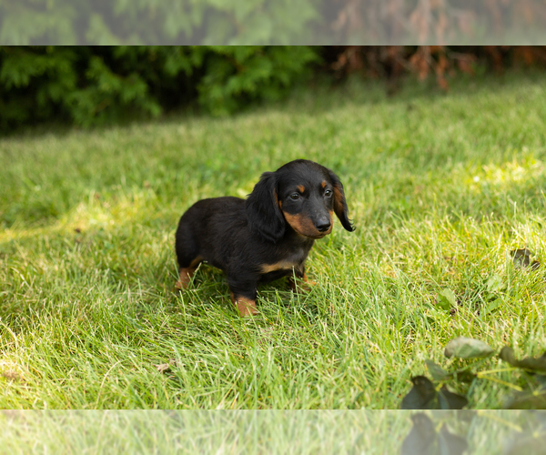Medium Photo #18 Dachshund Puppy For Sale in MILFORD, IN, USA