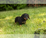 Small #17 Dachshund