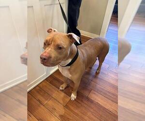 American Pit Bull Terrier Dogs for adoption in Ojai, CA, USA