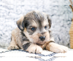Small Photo #45 Schnauzer (Miniature) Puppy For Sale in SYRACUSE, IN, USA