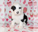 Small Photo #1 Sheepadoodle Puppy For Sale in ASPERMONT, TX, USA