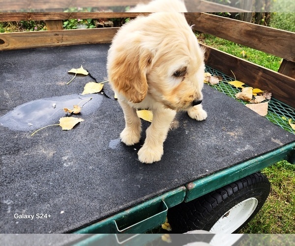 Medium Photo #6 Goldendoodle Puppy For Sale in LEON, KS, USA