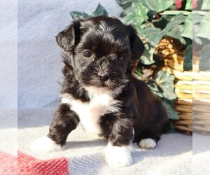 Zuchon Puppy for sale in THORP, WI, USA