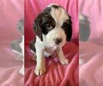 Puppy Green Collar English Springer Spaniel