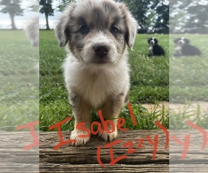 Australian Shepherd Puppy for sale in MUNFORDVILLE, KY, USA
